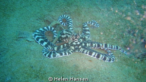 octopus by Helen Hansen 